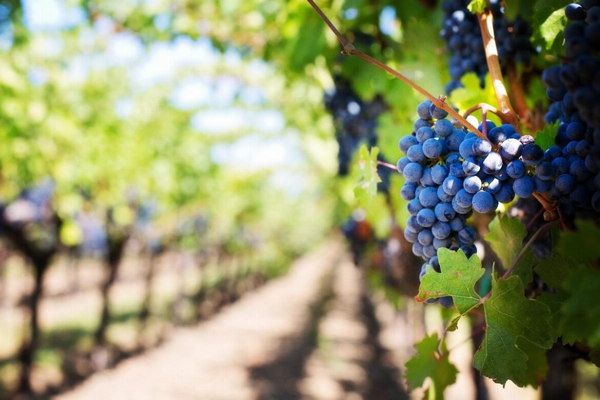 È più salutare il vino bianco o il vino rosso?